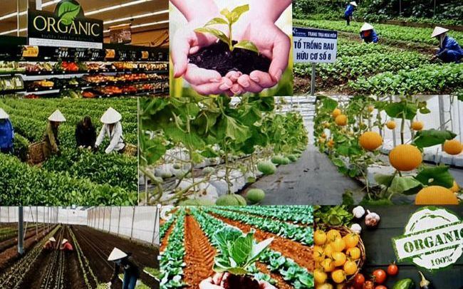 Dịch vụ cung cấp thực phẩm_ VAS FOOD